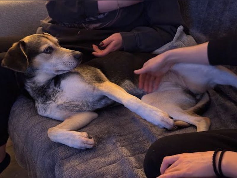 Ronja sucht ein Zuhause oder eine PS
