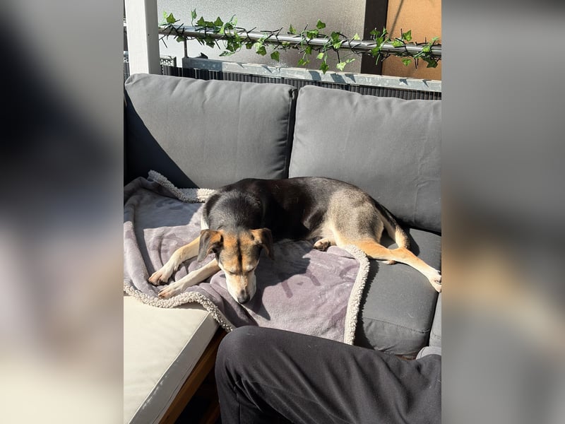 Ronja sucht ein Zuhause oder eine PS