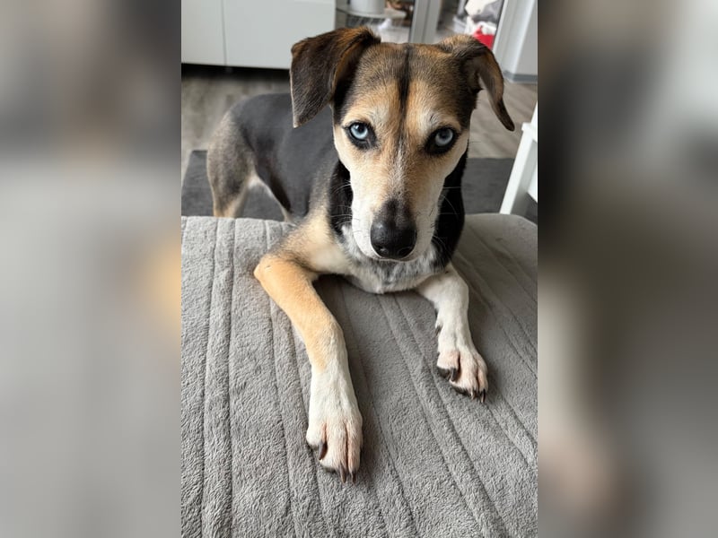 Ronja sucht ihr forever Home❤️