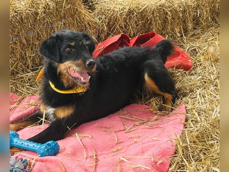 CARLO sucht sein perfect match ❤️