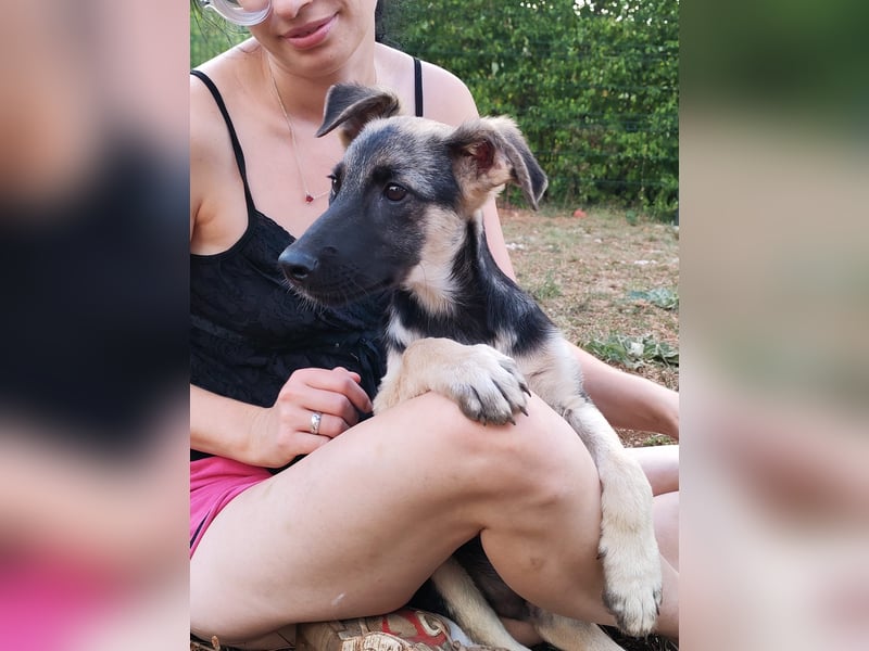 Welpe Noah sucht sein Zuhause ❤️