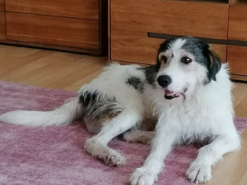 Kuschelbär Sirius sucht sein Zuhause ❤️