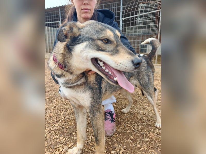 ARTHUR sucht seine Für-Immer-Familie❤️