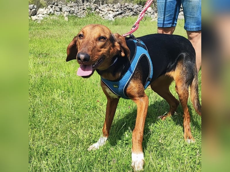 Tilly sucht ihr forever Home❤️