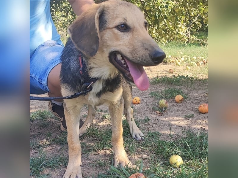 Lilly wartet auf ihre Für-Immer-Familie❤️