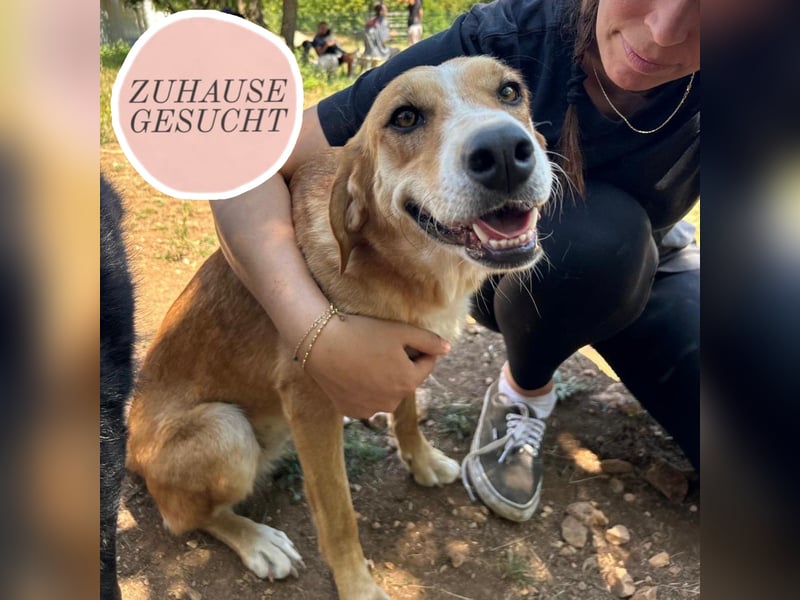 Zarte Seele Sanja sucht Für-Immer-Zuhause❤️