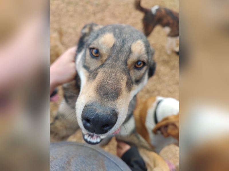 ARTHUR sucht seine Für-Immer-Familie❤️