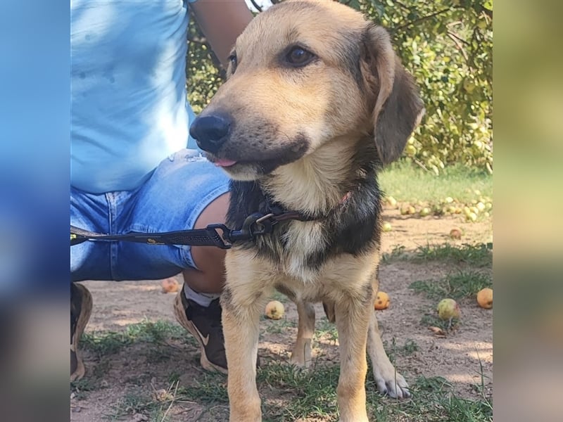 Lilly wartet auf ihre Für-Immer-Familie❤️