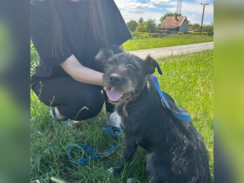 Ponsi sucht sein forever Home ❤️