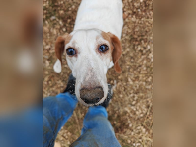 Zarte IRMA sucht Zuhause oder PS ❤️