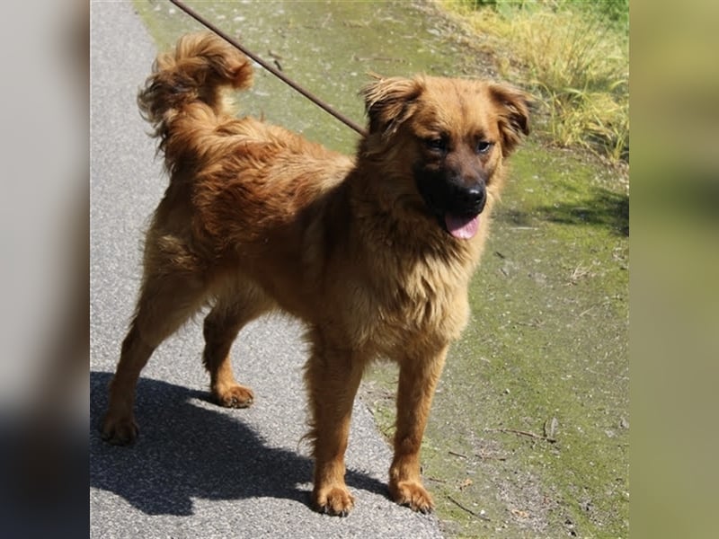 Hübscher Reno sucht ein Zuhause ❤️