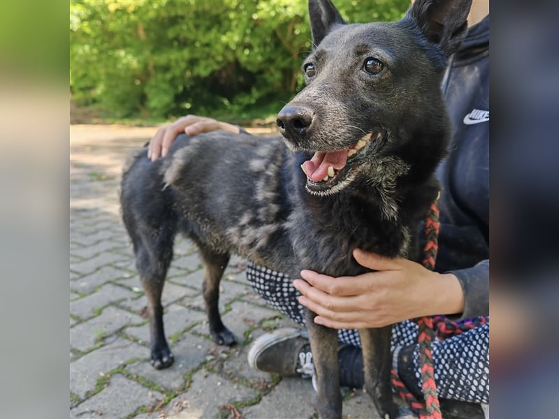 Pici sucht dringend ein Zuhause ❤️