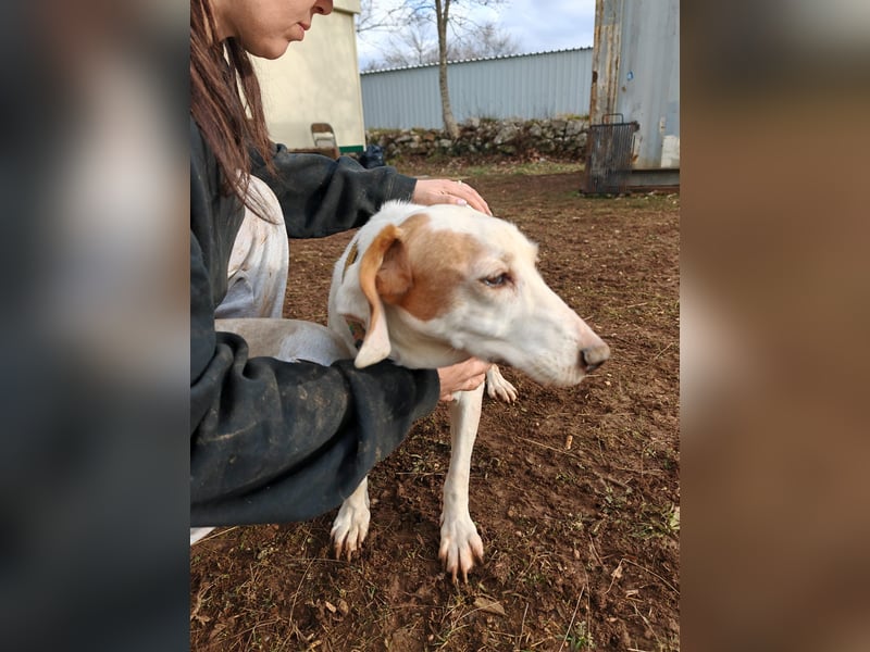 Zarte IRMA sucht Zuhause oder PS ❤️