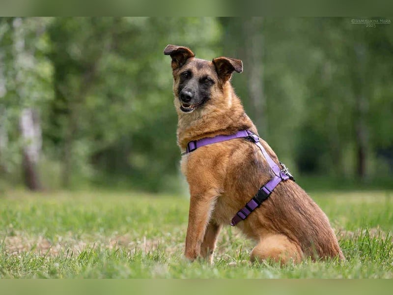 Ruhiges Zuhause für Malta gesucht