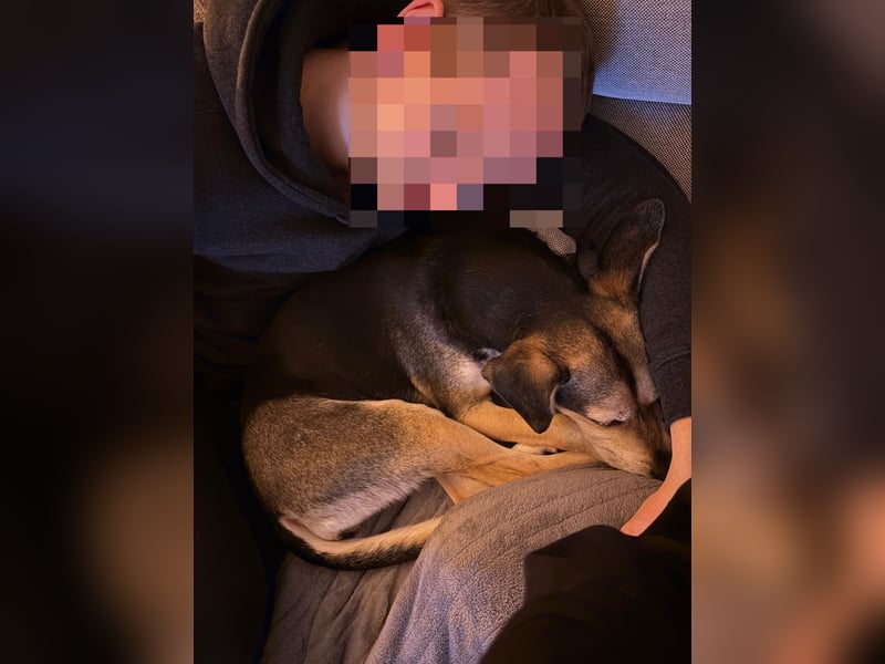 Ronja sucht ein Zuhause oder eine PS
