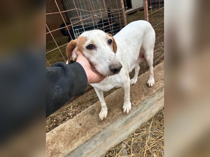 Zarte IRMA sucht Zuhause oder PS ❤️