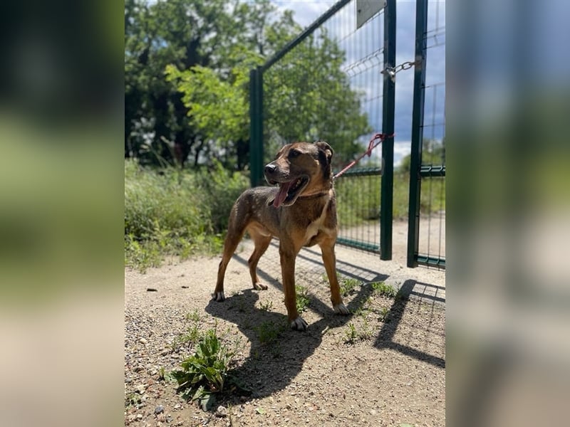 Voni sucht sein forever home ❤️