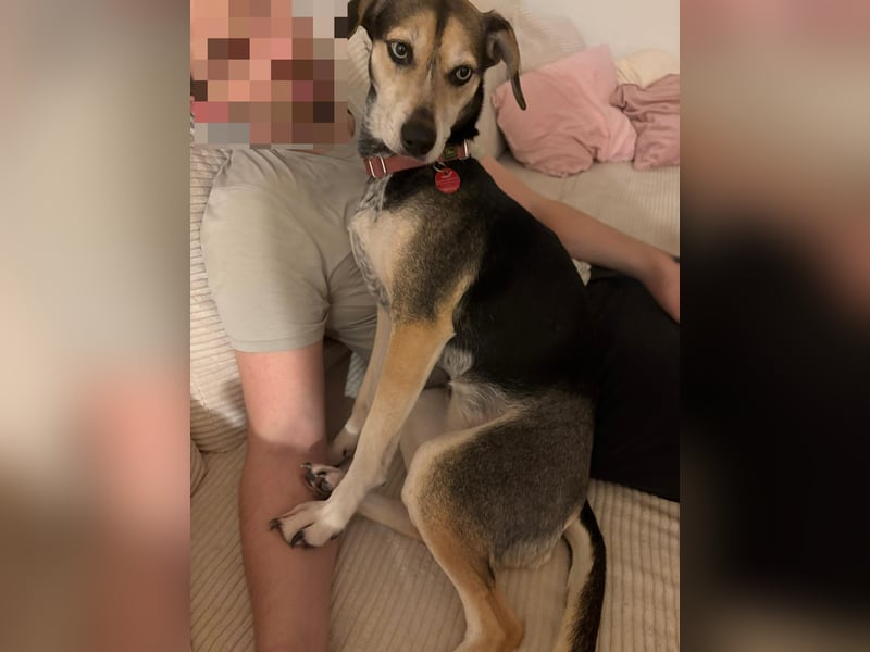 Ronja sucht ein Zuhause oder eine PS