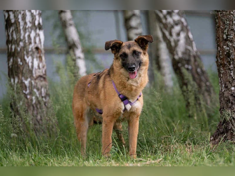 Ruhiges Zuhause für Malta gesucht