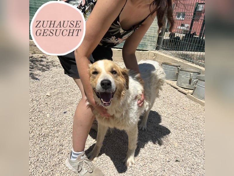 Ramona wartet im Shelter auf ihre Familie ❤️