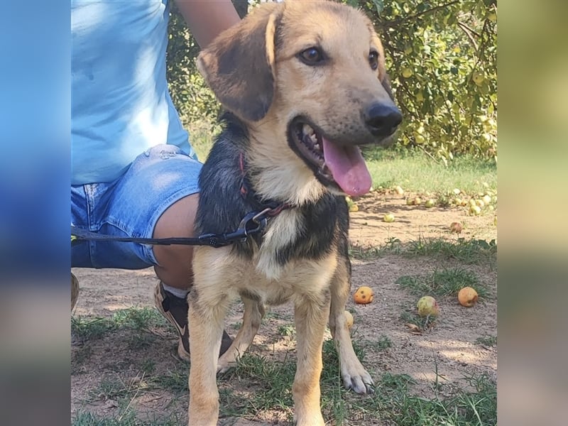 Lilly wartet auf ihre Für-Immer-Familie❤️