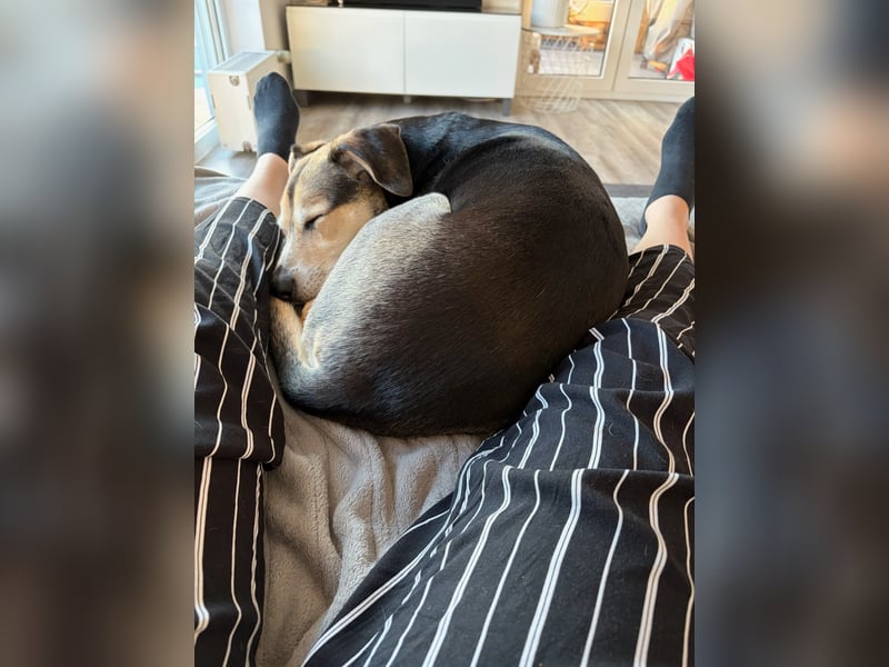 Ronja sucht ein Zuhause oder eine PS