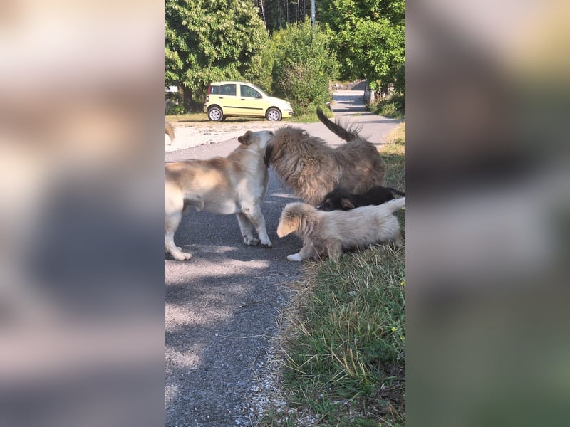 Hundemama Cupka sucht liebevolles Zuhause ❤️