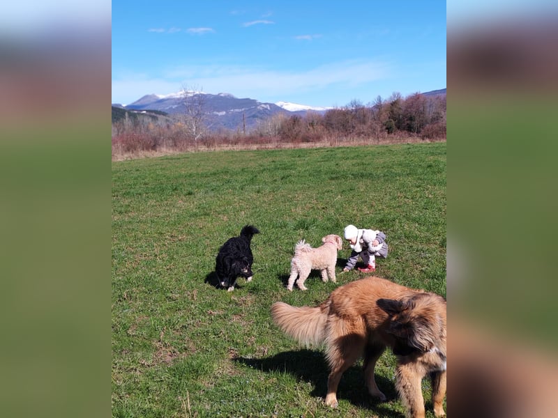 Mirta sucht ihr forever Home❤️