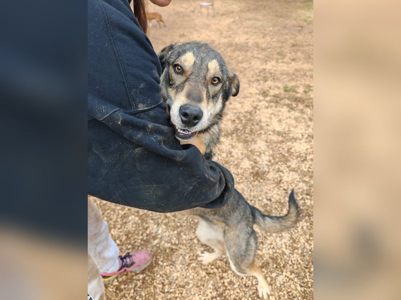 ARTHUR sucht seine Für-Immer-Familie❤️