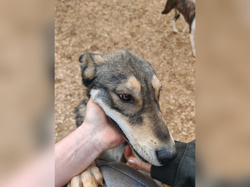 ARTHUR sucht seine Für-Immer-Familie❤️