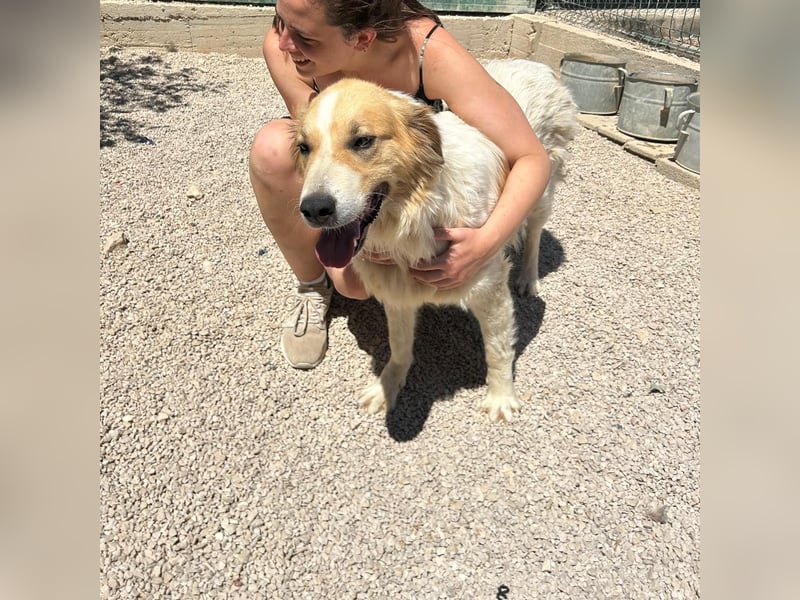 Ramona wartet im Shelter auf ihre Familie ❤️