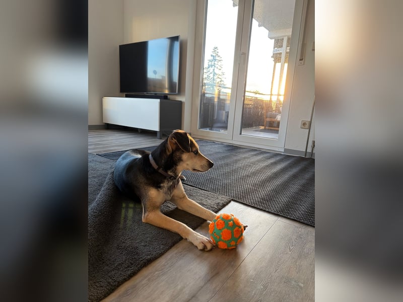 Ronja sucht ihr forever Home❤️