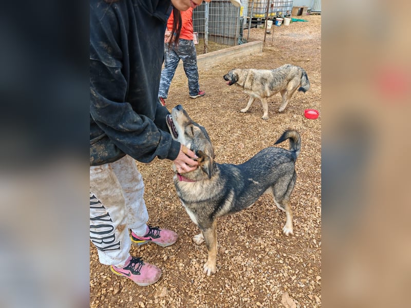 ARTHUR sucht seine Für-Immer-Familie❤️