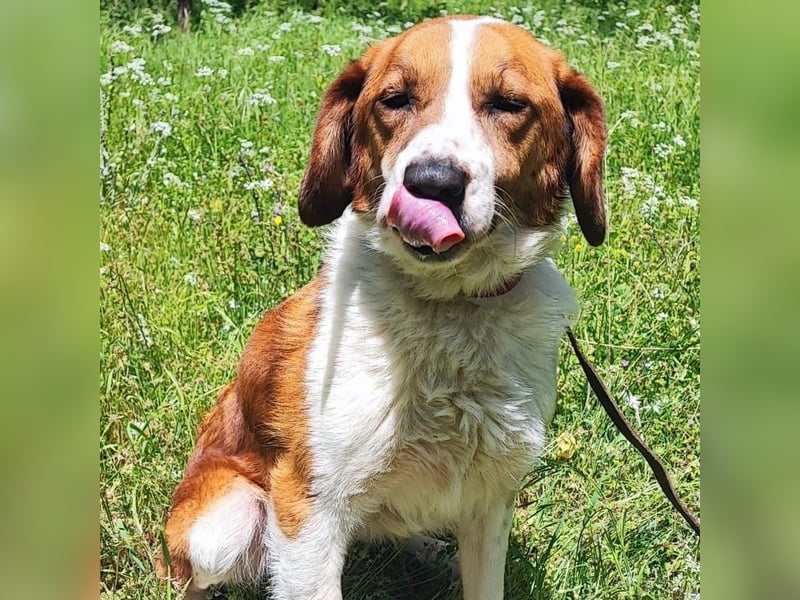 Zuhause gesucht für die wundervolle Renne ❤️