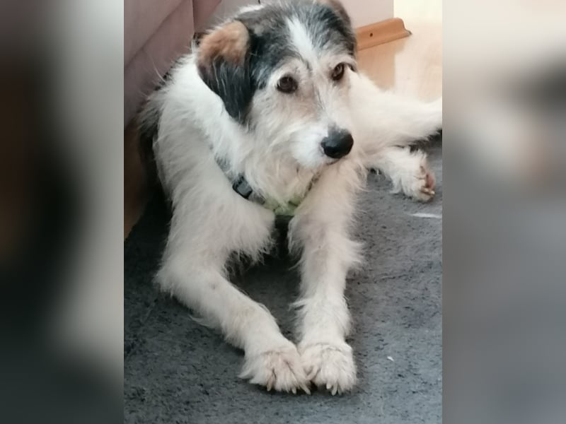 Kuschelbär Sirius sucht sein Zuhause ❤️