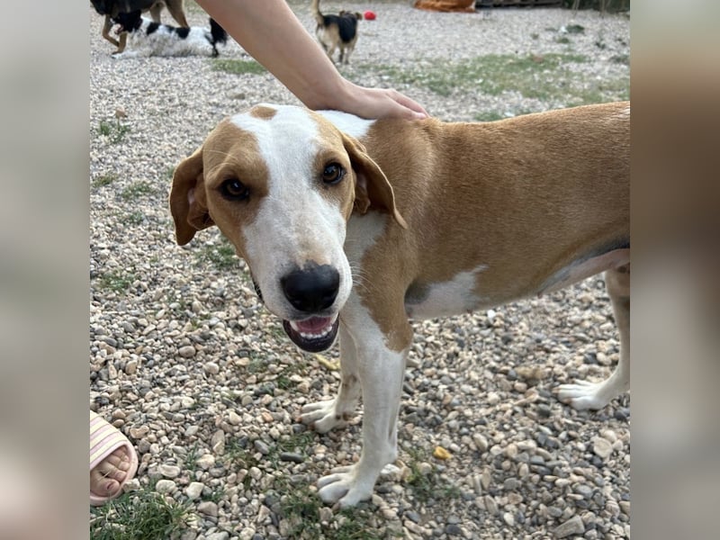 Rain sucht forever Home❤️
