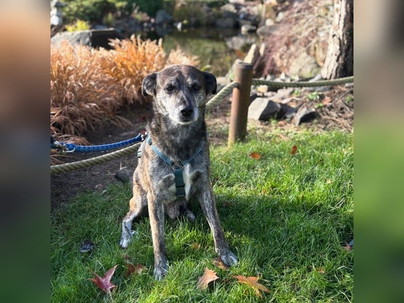 Vermittlungshilfe für Jack ❤️