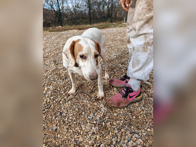 Zarte IRMA sucht Zuhause oder PS ❤️