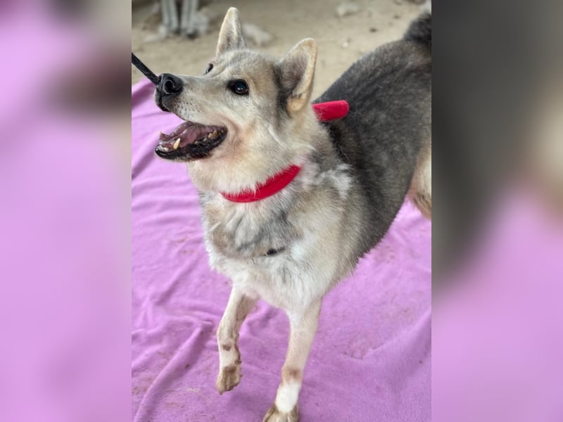 Oldie Dame Puca sucht ihr Zuhause❤️