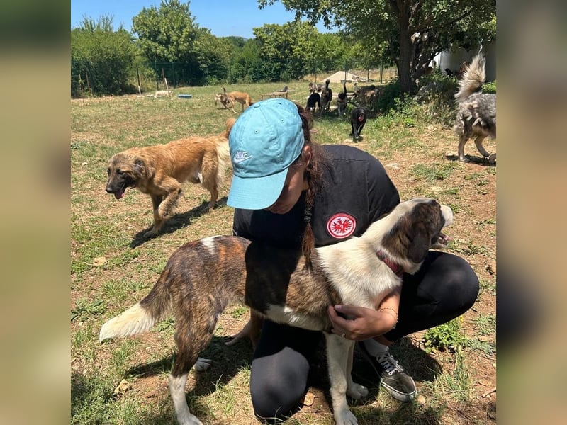 Menschenbezogene Apricot sucht ihr Zuhause ❤️