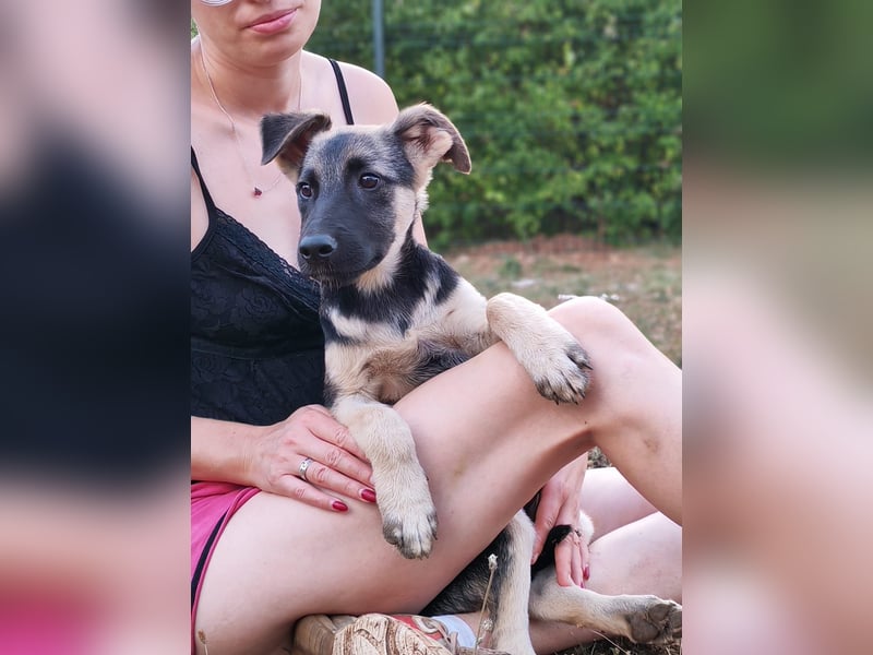 Welpe Noah sucht sein Zuhause ❤️