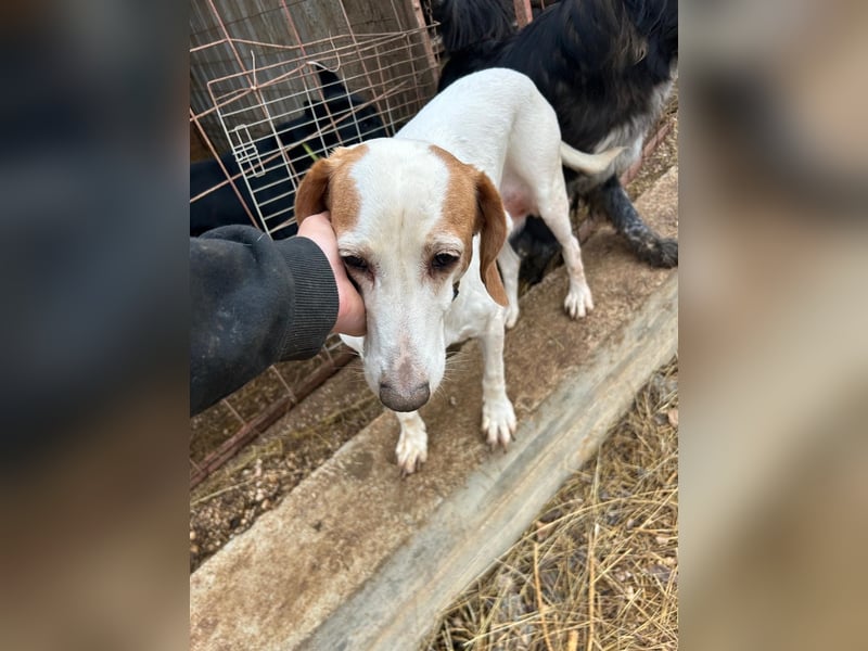 Zarte IRMA sucht Zuhause oder PS ❤️