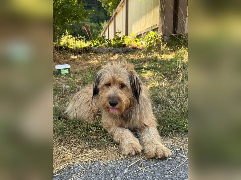 Hundemama Cupka sucht liebevolles Zuhause ❤️