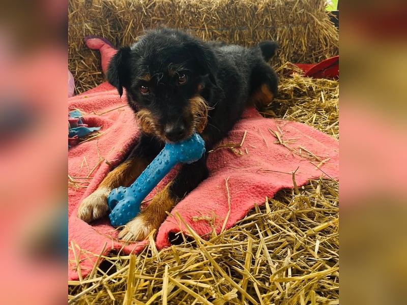 CARLO sucht sein perfect match ❤️