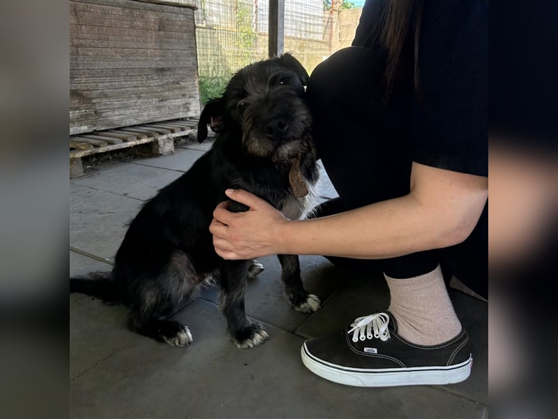 Ponsi sucht sein forever Home ❤️