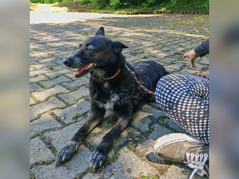 Pici sucht dringend ein Zuhause ❤️