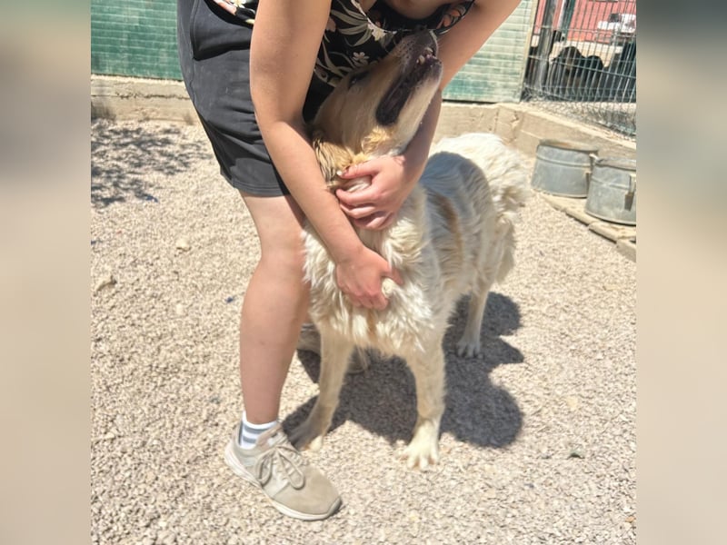 Ramona wartet im Shelter auf ihre Familie ❤️