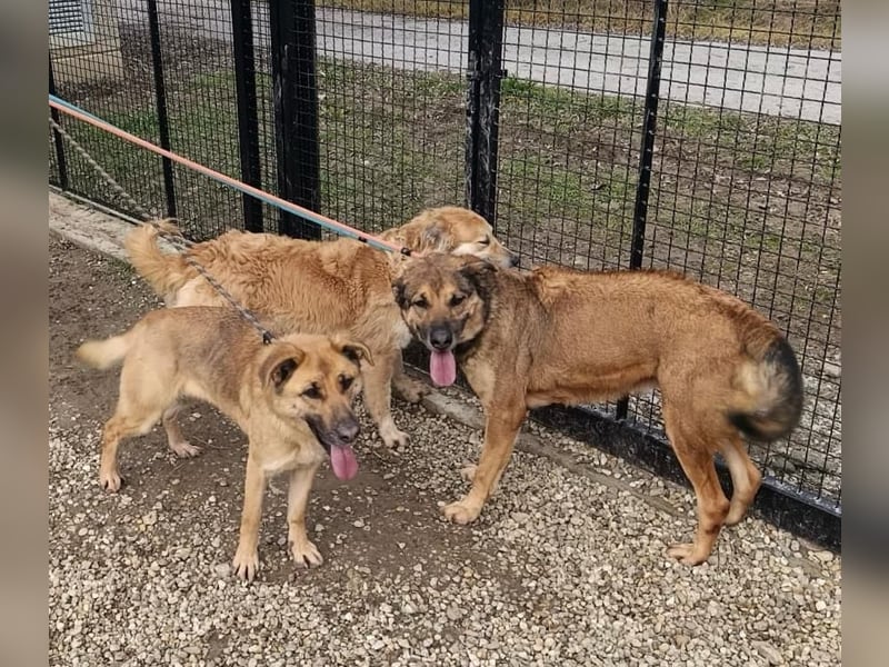 Luna wartet auf ihr Glück❤️