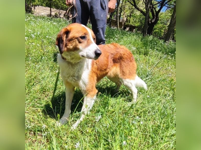 Zuhause gesucht für die wundervolle Renne ❤️