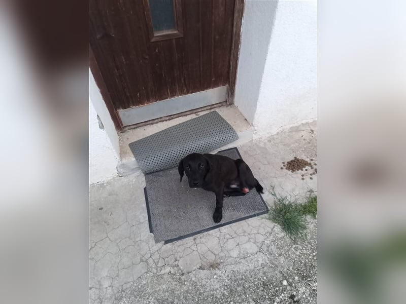 Süßmann Kaz sucht sein Für-Immer-Körbchen